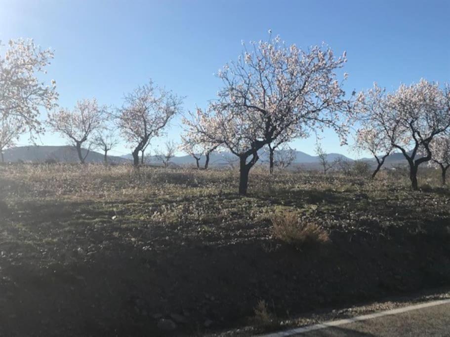 Cortijo Calma - Countryside Peace & Tranquility Διαμέρισμα Oria Εξωτερικό φωτογραφία