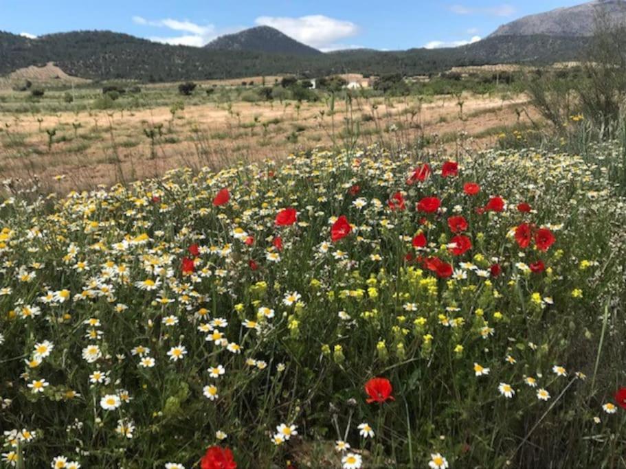 Cortijo Calma - Countryside Peace & Tranquility Διαμέρισμα Oria Εξωτερικό φωτογραφία